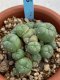 Lophophora williamsii monstrose 4 cm 8 years old grow from seed ownroot from Japan