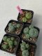 Lophophora williamsii 4-5 cm 8 years old grow from seed ownroot from Japan