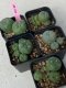 Lophophora williamsii 4-5 cm 8 years old grow from seed ownroot from Japan