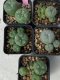 Lophophora williamsii 4-5 cm 8 years old grow from seed ownroot from Japan