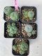 Lophophora williamsii 4-5 cm 8 years old grow from seed ownroot from Japan