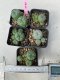 Lophophora williamsii 4-5 cm 8 years old grow from seed ownroot from Japan