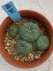 Lophophora williamsii monstrose 4 cm 8 years old grow from seed ownroot from Japan