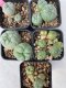 Lophophora williamsii 4-5 cm 8 years old grow from seed ownroot from Japan