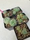 Lophophora williamsii 4-5 cm 8 years old grow from seed ownroot from Japan