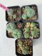 Lophophora williamsii 4-5 cm 8 years old grow from seed ownroot from Japan