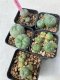 Lophophora williamsii 4-5 cm 8 years old grow from seed ownroot from Japan