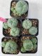 Lophophora williamsii 4-5 cm 8 years old grow from seed ownroot from Japan