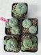 Lophophora williamsii 4-5 cm 8 years old grow from seed ownroot from Japan