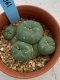 Lophophora williamsii monstrose 4 cm 8 years old grow from seed ownroot from Japan