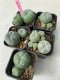 Lophophora williamsii 4-5 cm 8 years old grow from seed ownroot from Japan