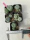 Lophophora williamsii 4-5 cm 8 years old grow from seed ownroot from Japan