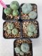 Lophophora williamsii 4-5 cm 8 years old grow from seed ownroot from Japan