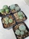 Lophophora williamsii 4-5 cm 8 years old grow from seed ownroot from Japan