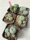 Lophophora williamsii 4-5 cm 8 years old grow from seed ownroot from Japan