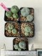 Lophophora williamsii 4-5 cm 8 years old grow from seed ownroot from Japan