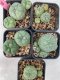 Lophophora williamsii 4-5 cm 8 years old grow from seed ownroot from Japan