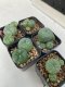 Lophophora williamsii 4-5 cm 8 years old grow from seed ownroot from Japan