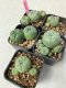 Lophophora williamsii 4-5 cm 8 years old grow from seed ownroot from Japan