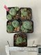 Lophophora williamsii 4-5 cm 8 years old grow from seed ownroot from Japan