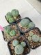 Lophophora williamsii 4-5 cm 8 years old grow from seed ownroot from Japan