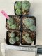 Lophophora williamsii 4-5 cm 8 years old grow from seed ownroot from Japan