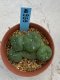 Lophophora williamsii monstrose 4 cm 8 years old grow from seed ownroot from Japan