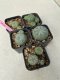 Lophophora williamsii 4-5 cm 8 years old grow from seed ownroot from Japan