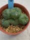 Lophophora williamsii monstrose 4 cm 8 years old grow from seed ownroot from Japan