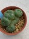 Lophophora williamsii monstrose 4 cm 8 years old grow from seed ownroot from Japan