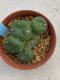 Lophophora williamsii monstrose 4 cm 8 years old grow from seed ownroot from Japan