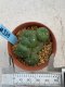 Lophophora williamsii monstrose 4 cm 8 years old grow from seed ownroot from Japan