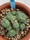 Lophophora williamsii monstrose 4 cm 8 years old grow from seed ownroot from Japan