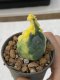 Lophophora williamsii variegata 3-4 cm 8 years old grow from seed ownroot from Japan