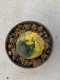 Lophophora williamsii variegata 3-4 cm 8 years old grow from seed ownroot from Japan