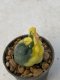 Lophophora williamsii variegata 3-4 cm 8 years old grow from seed ownroot from Japan