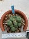 Lophophora williamsii monstrose 4 cm 8 years old grow from seed ownroot from Japan