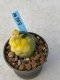 Lophophora williamsii variegata 3-4 cm 8 years old grow from seed ownroot from Japan