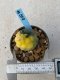 Lophophora williamsii variegata 3-4 cm 8 years old grow from seed ownroot from Japan