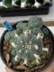 Lophophora williamsii variegata 3-4 cm 8 years old grow from seed ownroot from Japan