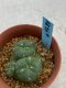 Lophophora williamsii monstrose 4 cm 8 years old grow from seed ownroot from Japan