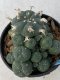 Lophophora williamsii variegata 3-4 cm 8 years old grow from seed ownroot from Japan