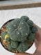 Lophophora williamsii variegata 3-4 cm 8 years old grow from seed ownroot from Japan