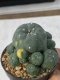 Lophophora williamsii variegata 3-4 cm 8 years old grow from seed ownroot from Japan