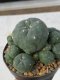 Lophophora williamsii variegata 3-4 cm 8 years old grow from seed ownroot from Japan