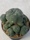 Lophophora williamsii variegata 3-4 cm 8 years old grow from seed ownroot from Japan