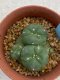 Lophophora williamsii monstrose 4 cm 8 years old grow from seed ownroot from Japan