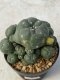 Lophophora williamsii variegata 3-4 cm 8 years old grow from seed ownroot from Japan