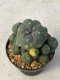 Lophophora williamsii variegata 3-4 cm 8 years old grow from seed ownroot from Japan