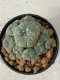 Lophophora williamsii 5 cm 8 years old grow from seed ownroot from Japan